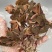 金线莲金线莲干货各种规格量大从优1斤起包邮