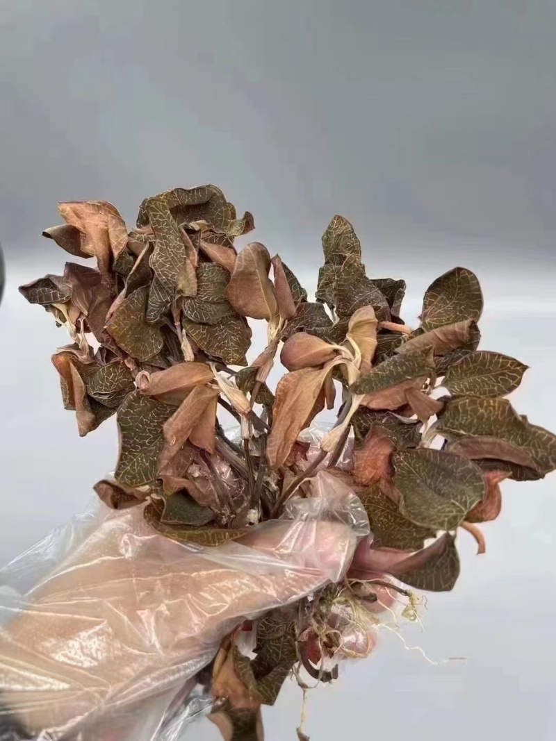 金线莲金线莲干货各种规格量大从优1斤起包邮