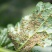 15%氟啶虫酰胺联苯菊酯抗性蚜虫桃蚜白粉虱农药杀虫剂