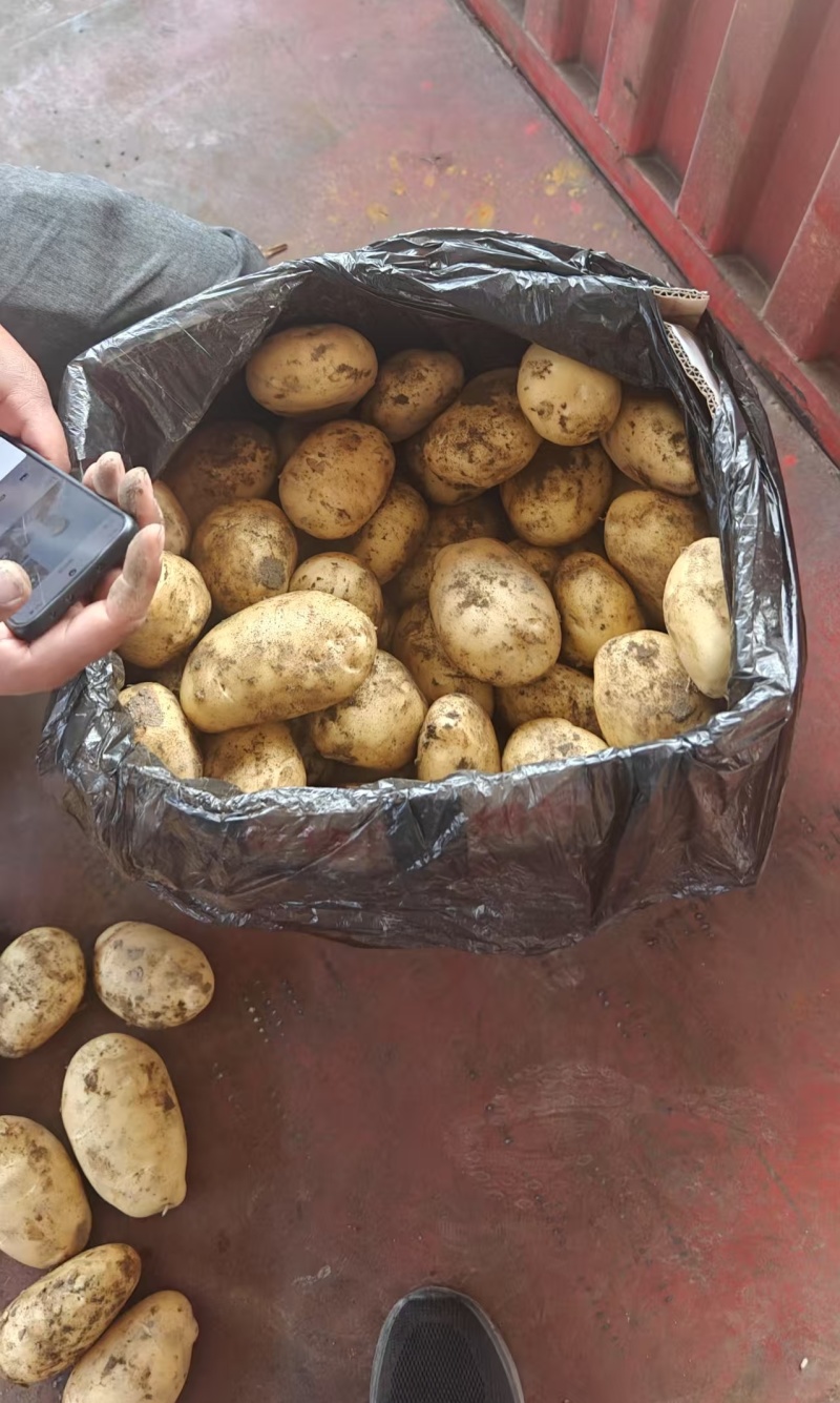云南坤元九号黄皮土豆黄心货源充足一手货源欢迎联系
