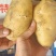 云南坤元九号黄皮土豆黄心货源充足一手货源欢迎联系