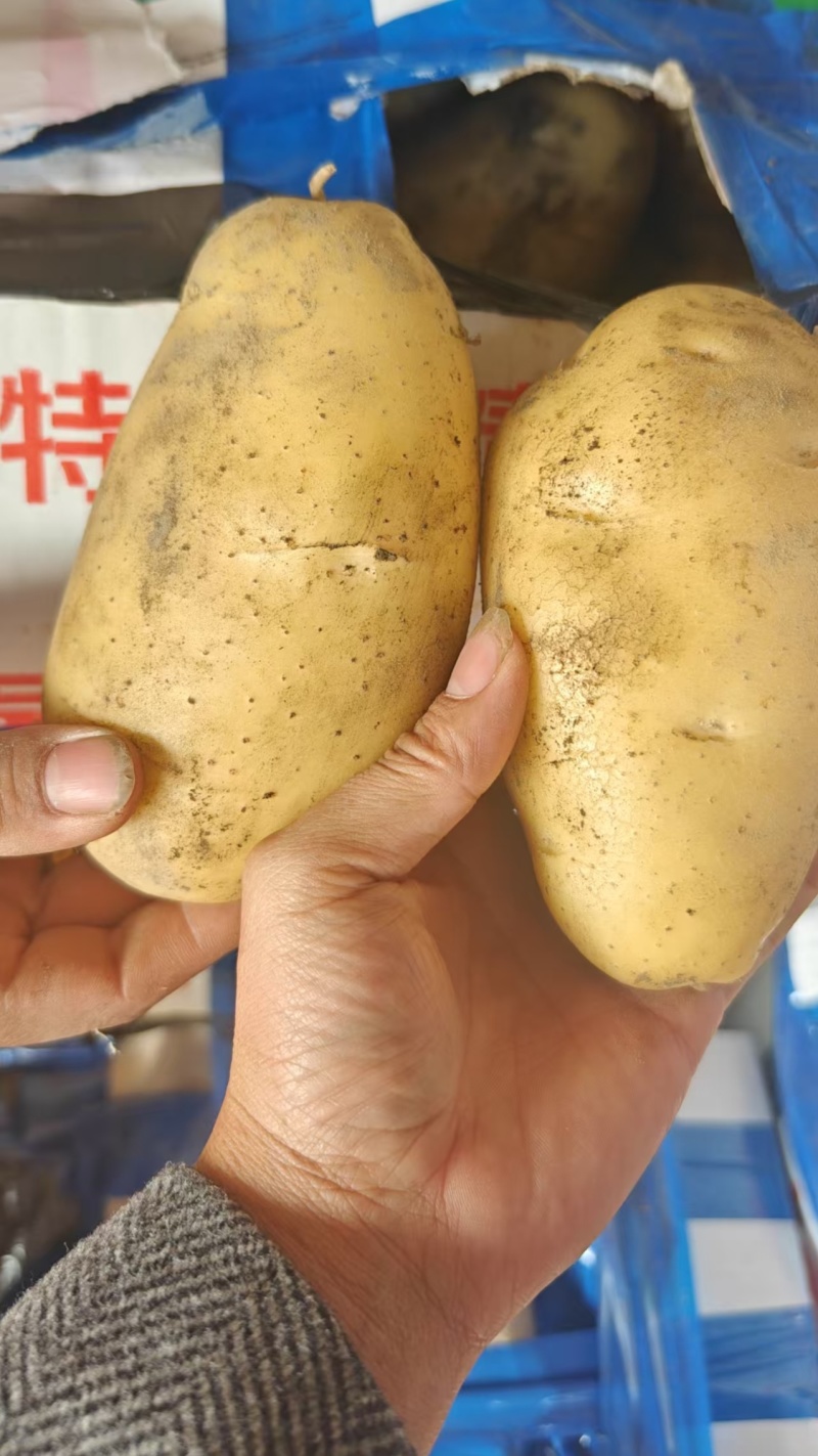 云南坤元九号黄皮土豆黄心货源充足一手货源欢迎联系