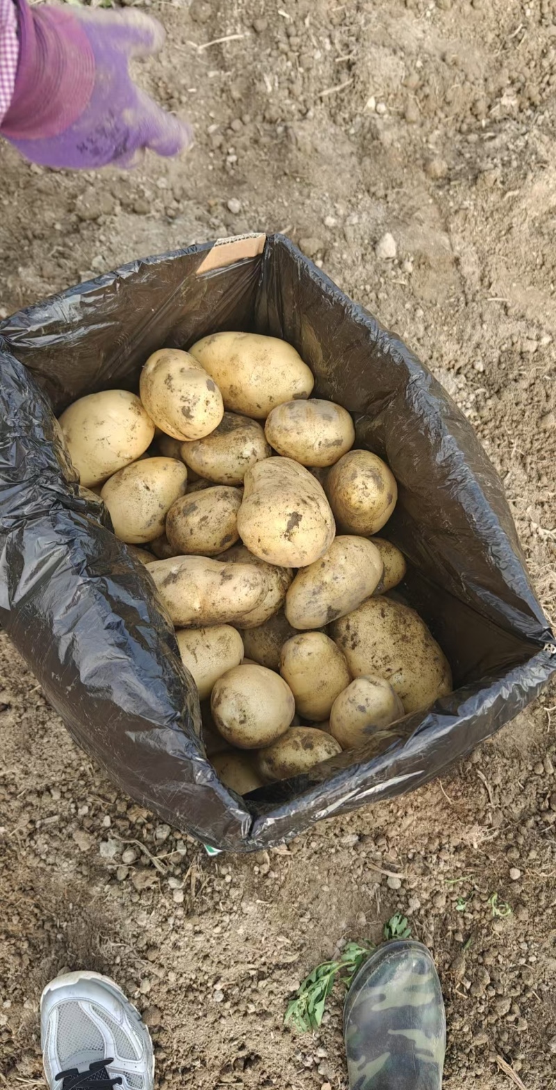 云南坤元九号黄皮土豆黄心货源充足一手货源欢迎联系