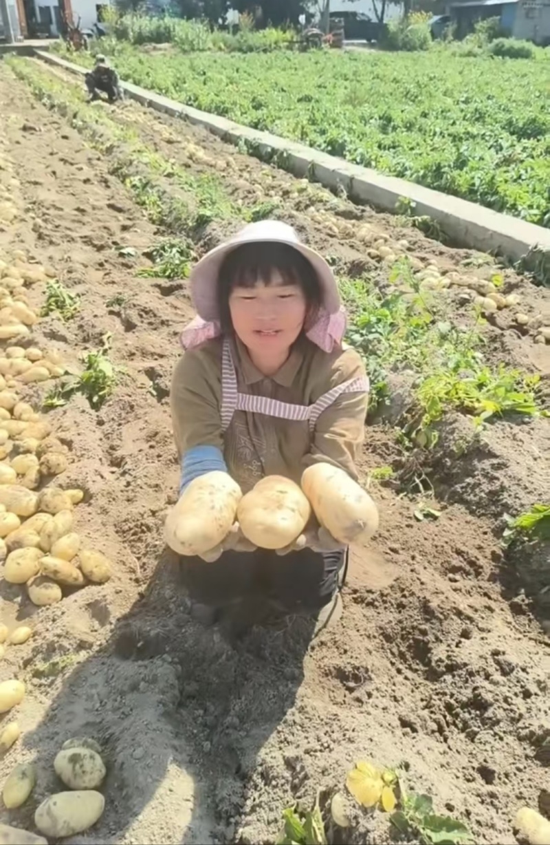 云南坤元九号黄皮土豆黄心货源充足一手货源欢迎联系