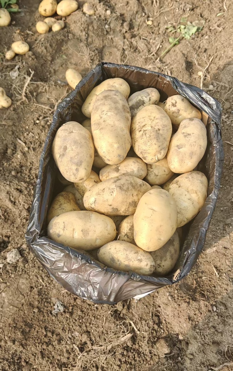 云南坤元九号黄皮土豆黄心货源充足一手货源欢迎联系