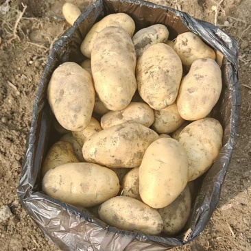 云南坤元九号黄皮土豆黄心货源充足一手货源欢迎联系