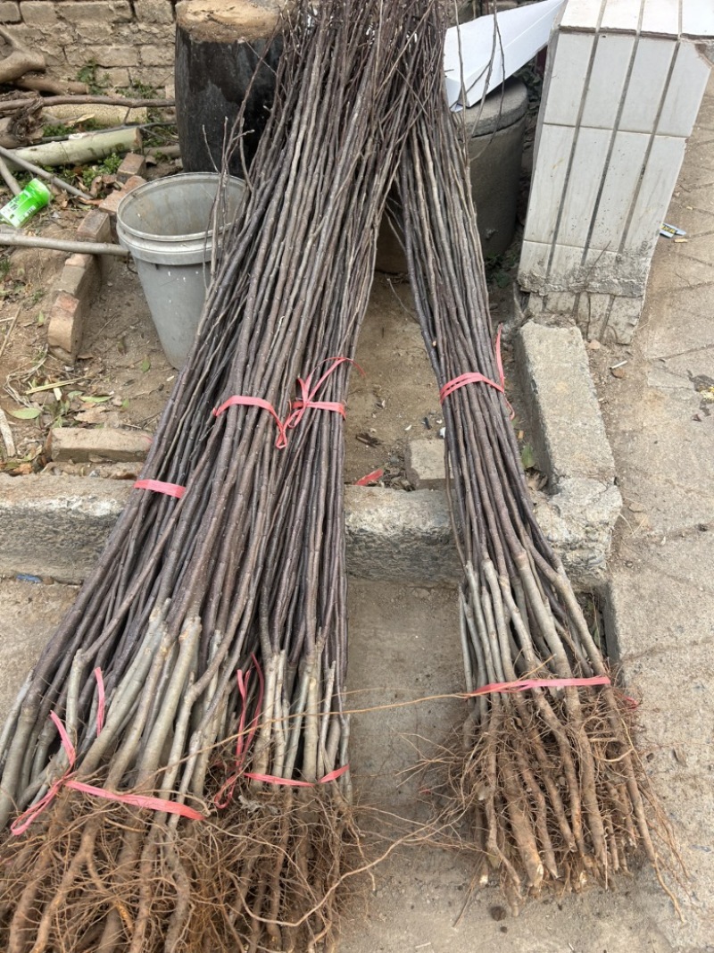 苹果树中秋王苹果华硕苹果美八苹果维纳斯苹果