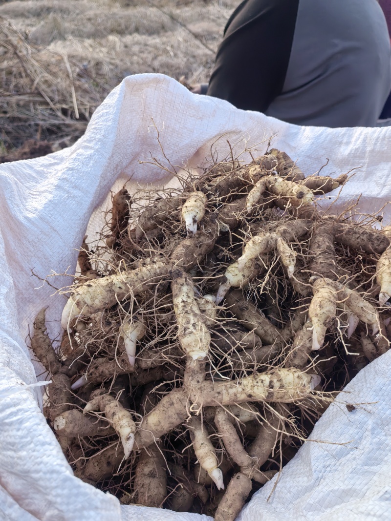 连州新鲜玉竹40斤起售