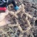 连州新鲜玉竹40斤起售