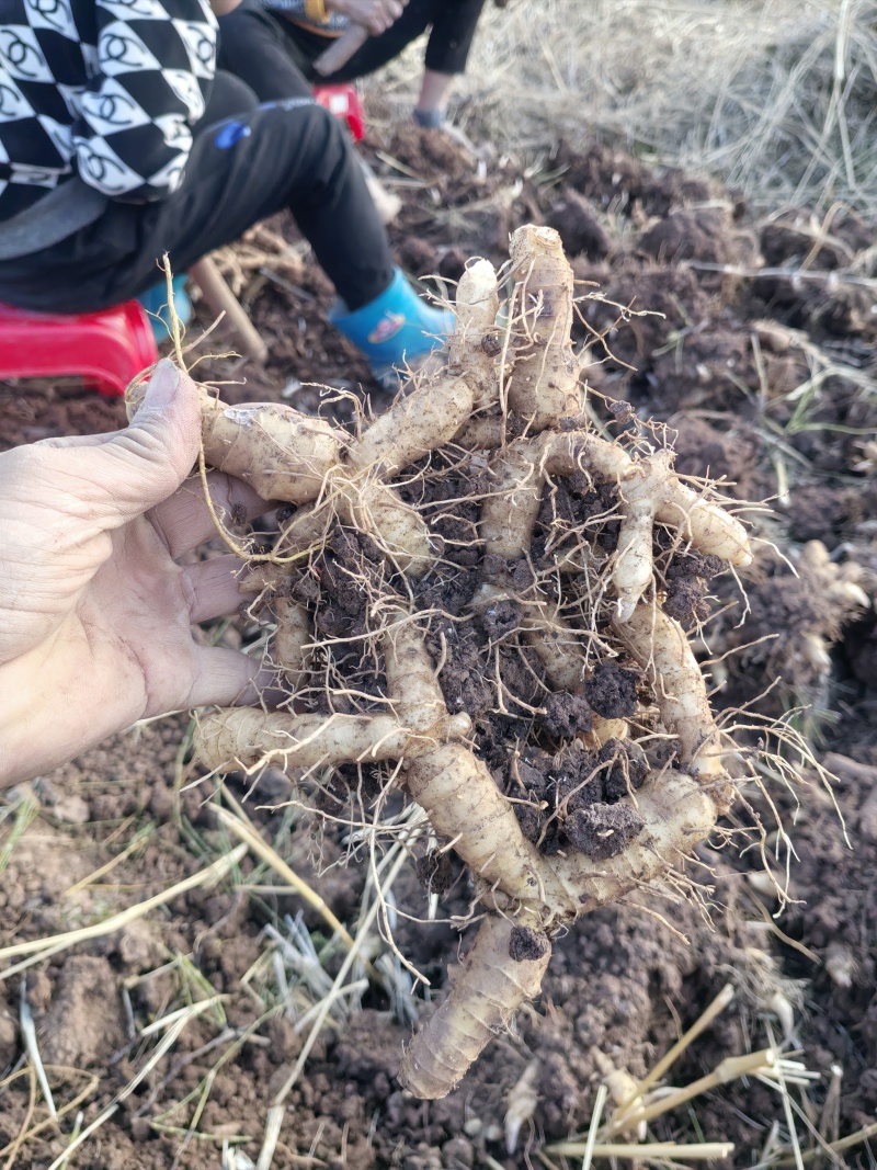 连州新鲜玉竹40斤起售