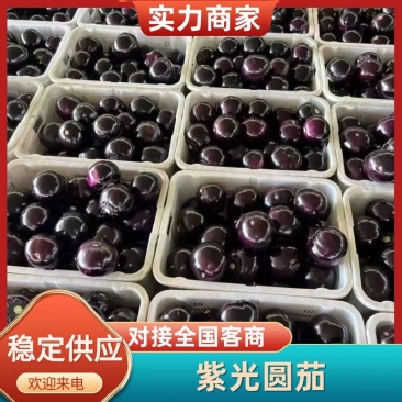 山东茄子/精品圆茄/紫光园茄/大棚种植/供应电商市场