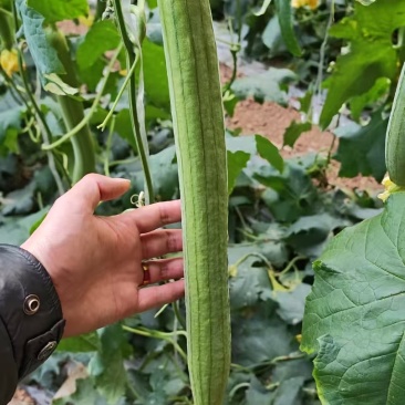 兰陵县精品鲜花丝瓜全国可发货量充足