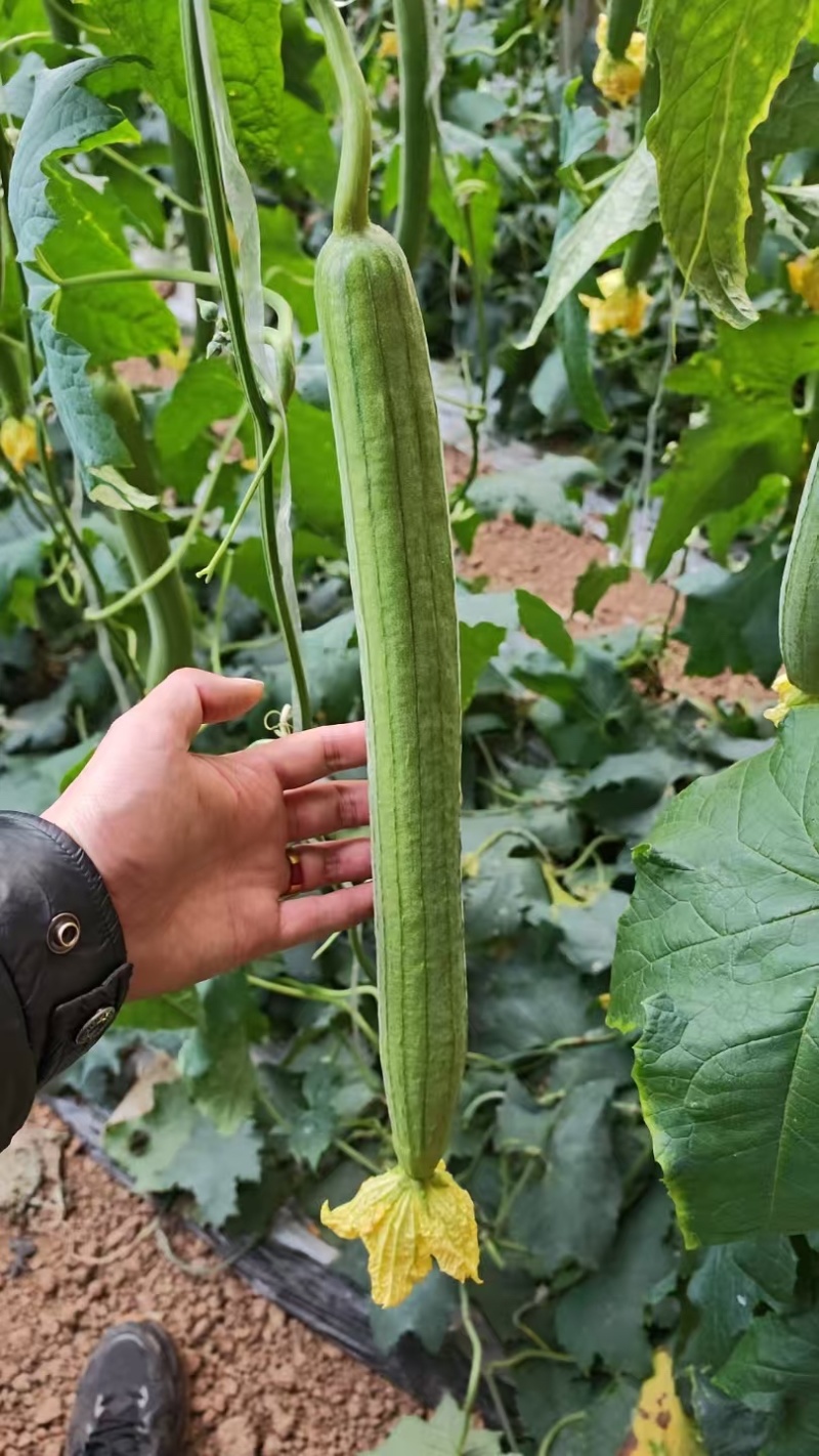 兰陵县精品鲜花丝瓜全国可发货量充足