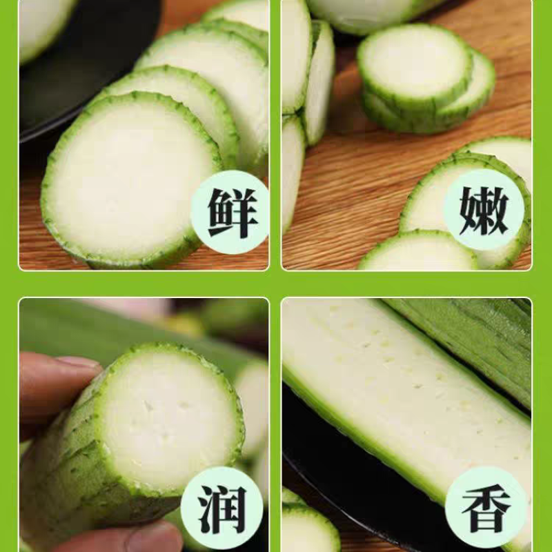 精品丝瓜/山东丝瓜/鲜花丝瓜/大棚种植/欢迎采购咨询