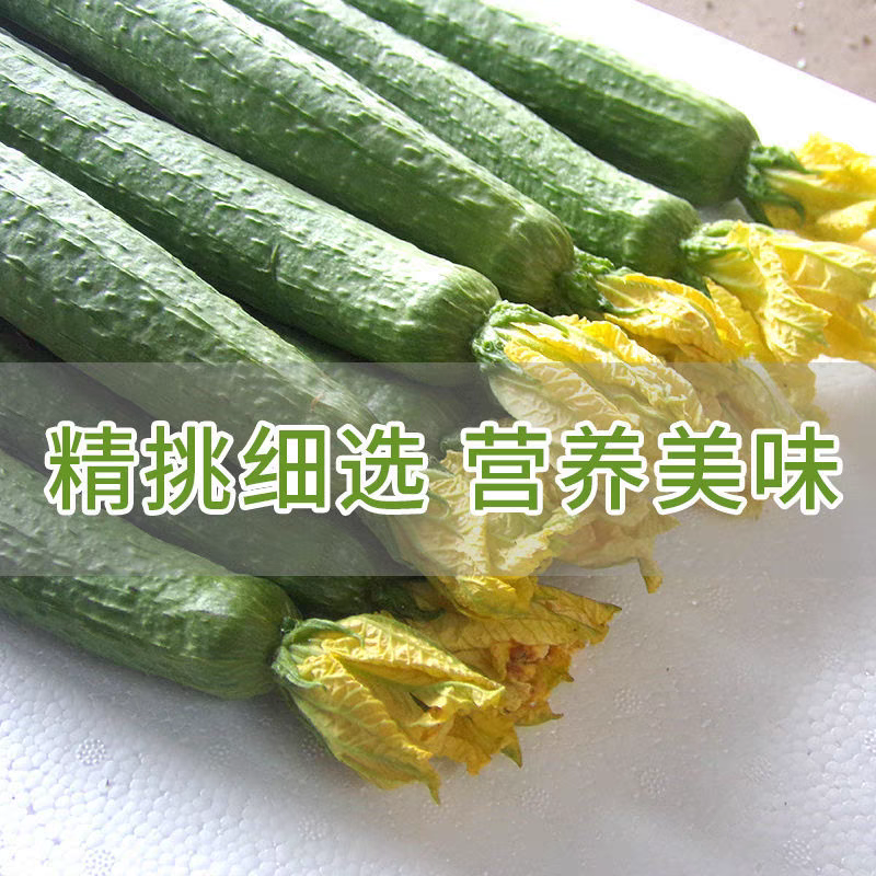 精品丝瓜/山东丝瓜/鲜花丝瓜/大棚种植/欢迎采购咨询
