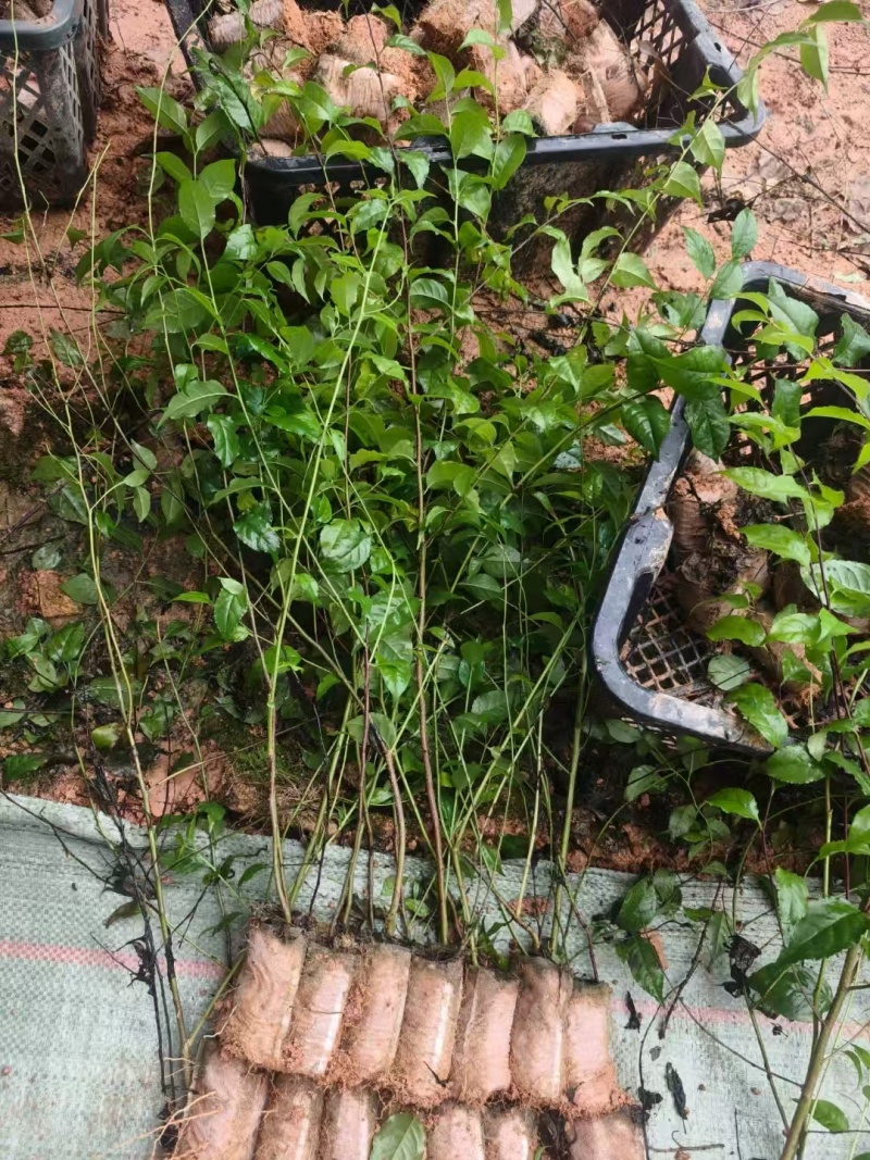 岗梅苗广西发货树苗岗梅根苗成品种植基地带杯土带