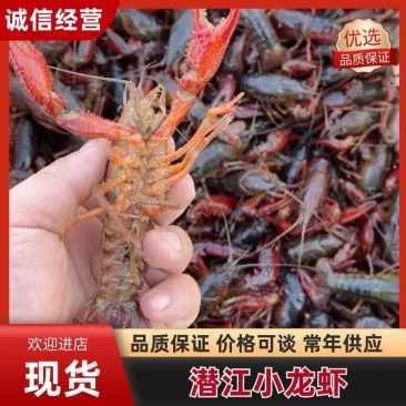 湖北小龙虾，一手货源，大中小规格齐全，产地直供
