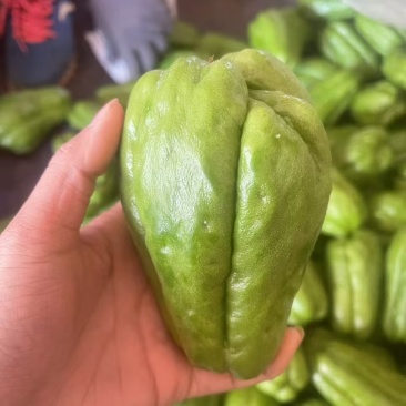 精品佛手瓜/大量供应/大量供应/一手货源/产地直发/全国发货