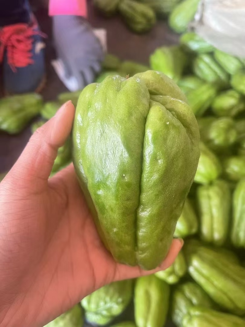 精品佛手瓜/大量供应/大量供应/一手货源/产地直发/全国发货