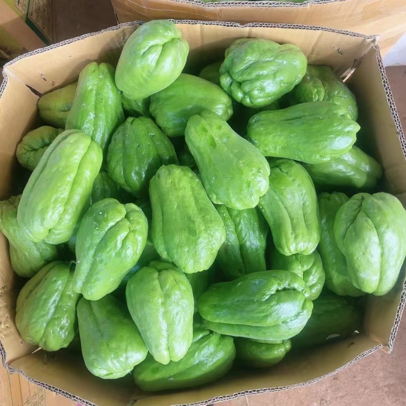 精品佛手瓜/大量供应/大量供应/一手货源/产地直发/全国发货