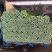 河北邯郸大量香芹山芹大量上市质量优质品种全支持全国发货