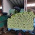 河北邯郸大量香芹山芹大量上市质量优质品种全支持全国发货