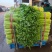 河北邯郸大量香芹山芹大量上市质量优质品种全支持全国发货