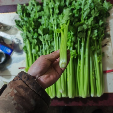 河北邯郸大量香芹山芹大量上市质量优质品种全支持全国发货