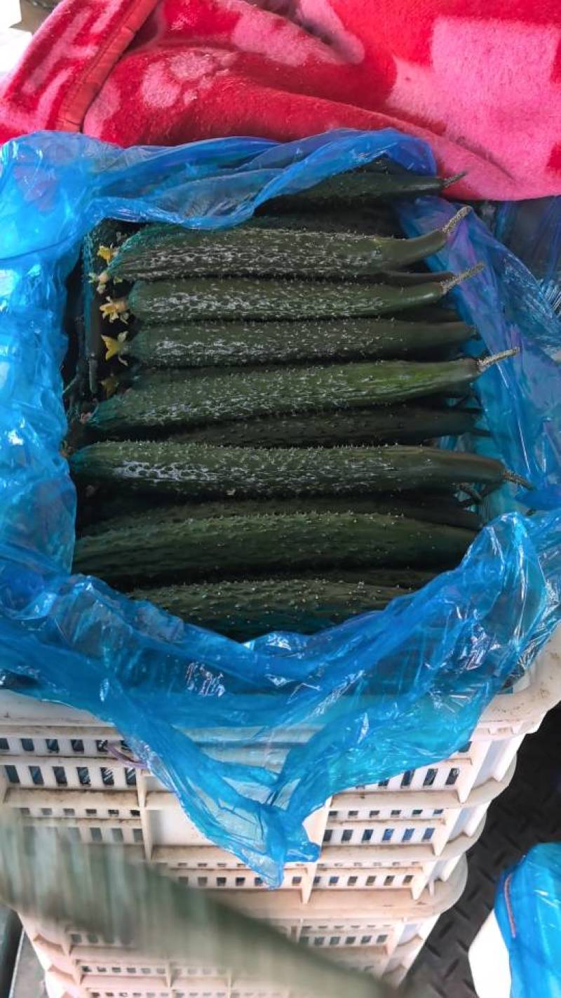 密刺精品黄瓜大量上市，质量保证，油亮绿瓤，产地直发