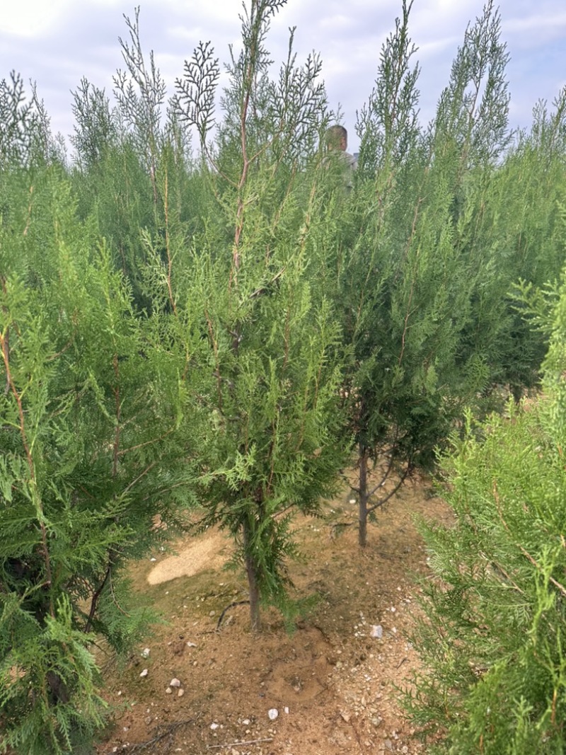 批发侧柏苗侧柏杯苗侧柏容器苗欢迎电话联系价格便宜