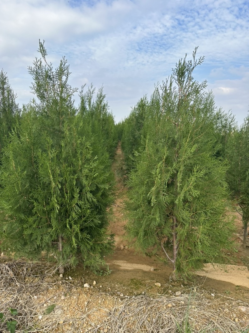 批发侧柏苗侧柏杯苗侧柏容器苗欢迎电话联系价格便宜