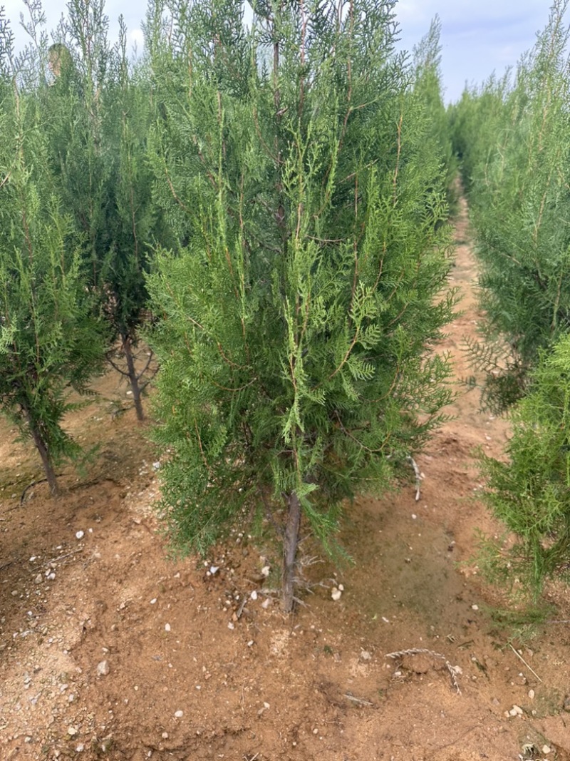 批发侧柏苗侧柏杯苗侧柏容器苗欢迎电话联系价格便宜