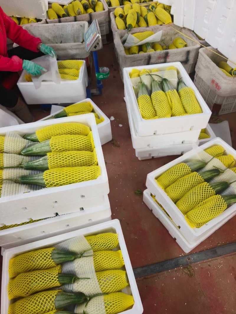 山东羊角蜜甜瓜大量现货上市，视频看货对接全国商超市场