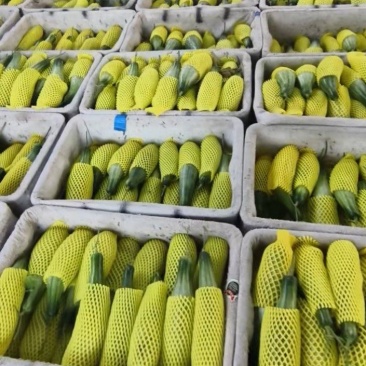 山东羊角蜜甜瓜大量现货上市,视频看货对接全国商超市场