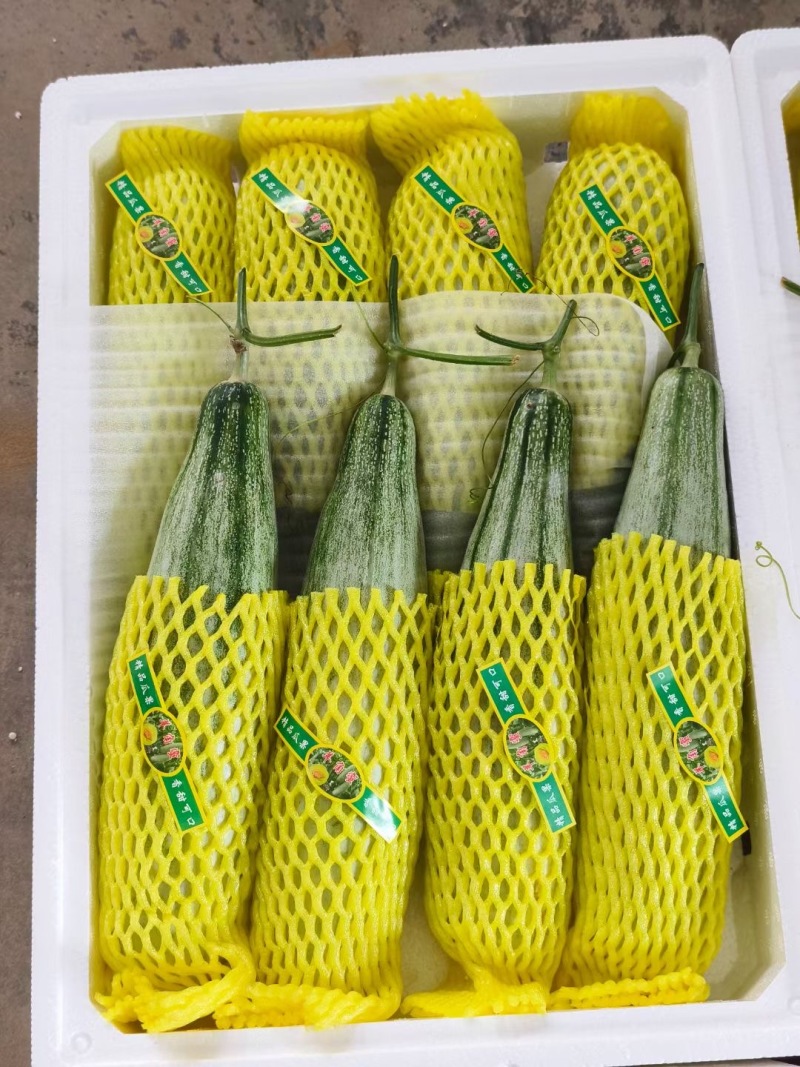 山东羊角蜜甜瓜大量现货上市，视频看货对接全国商超市场