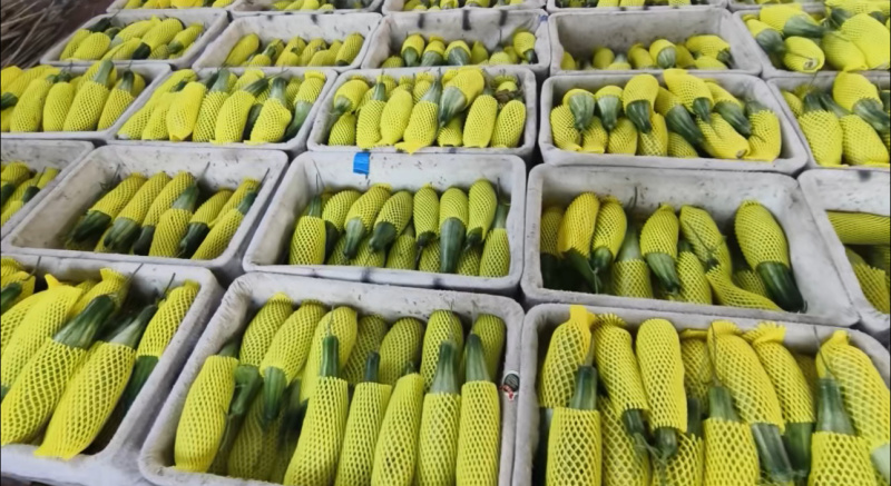 山东羊角蜜甜瓜大量现货上市，视频看货对接全国商超市场