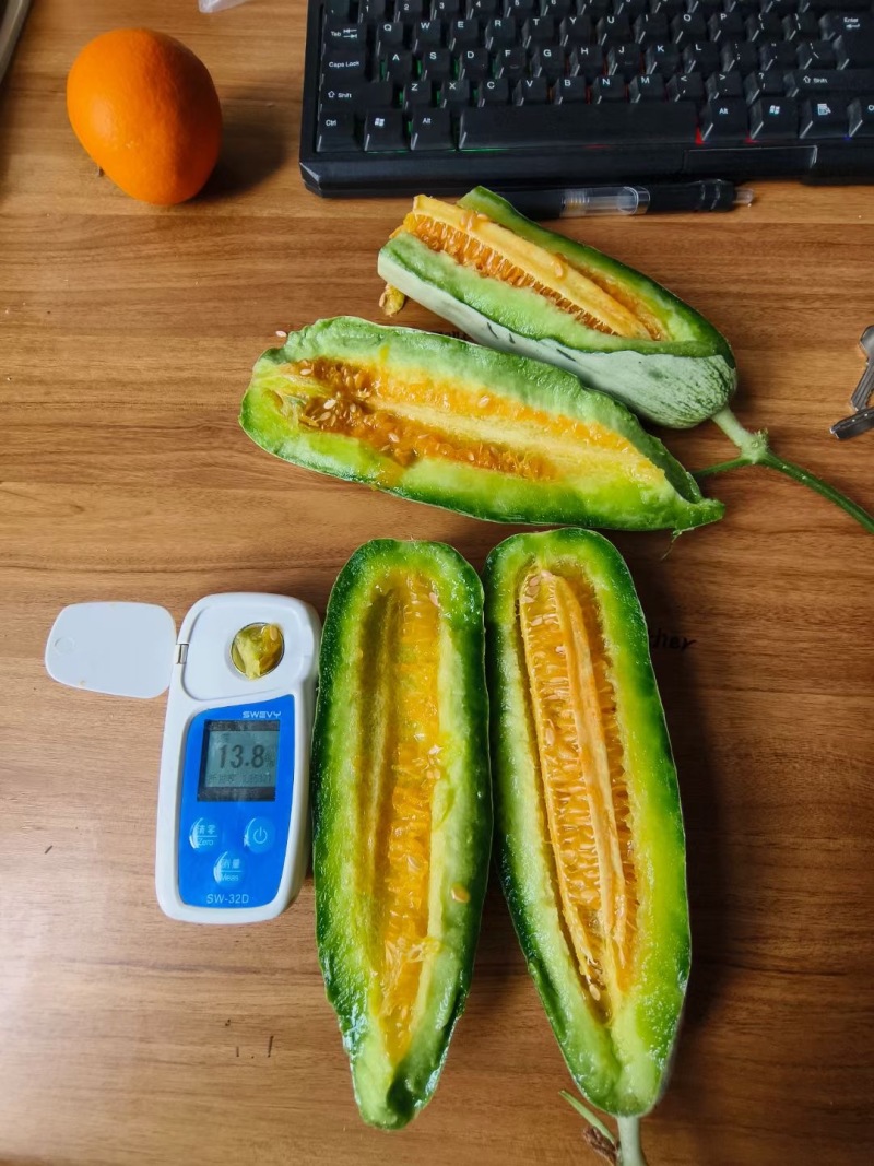 山东羊角蜜甜瓜大量现货上市，视频看货对接全国商超市场