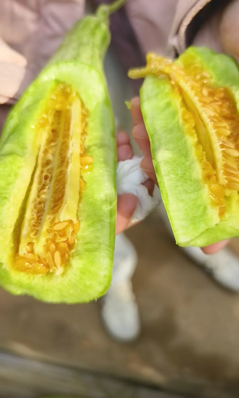 山东羊角蜜甜瓜大量现货上市，视频看货对接全国商超市场