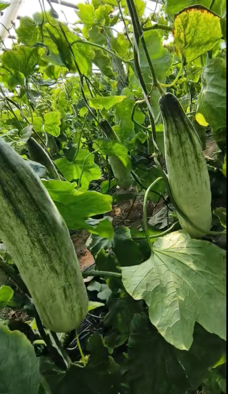 山东羊角蜜甜瓜大量现货上市，视频看货对接全国商超市场