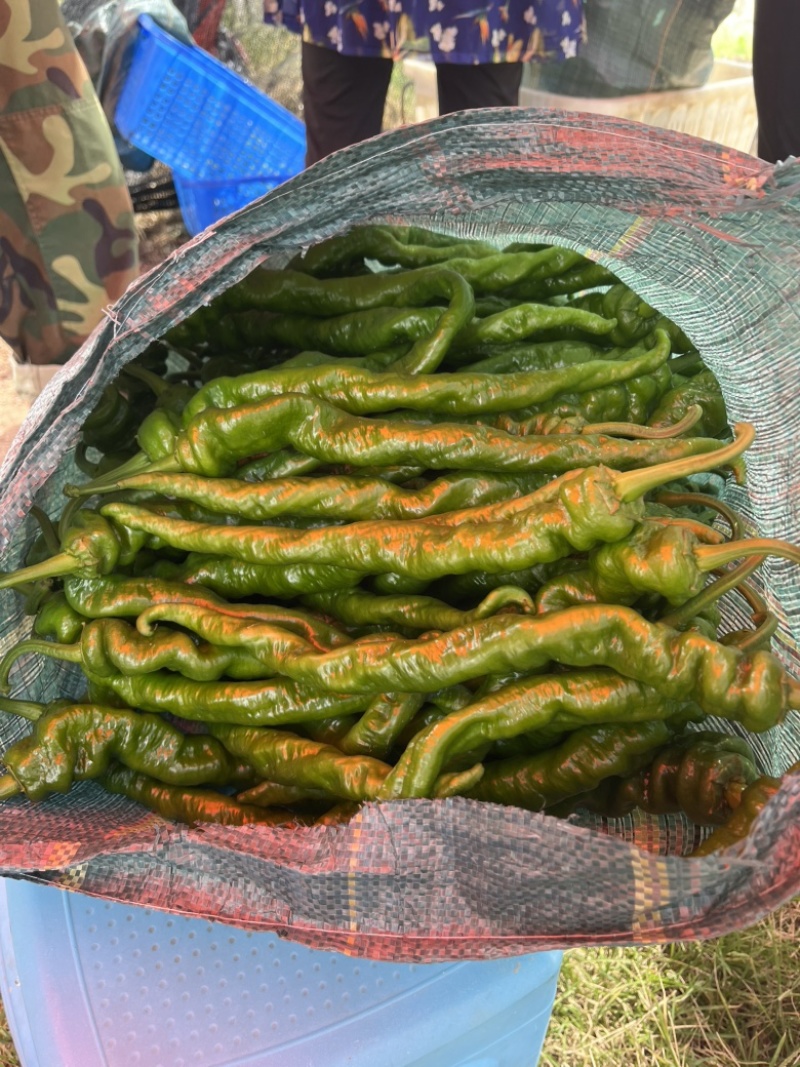 云南保山大青椒螺丝椒大量上市