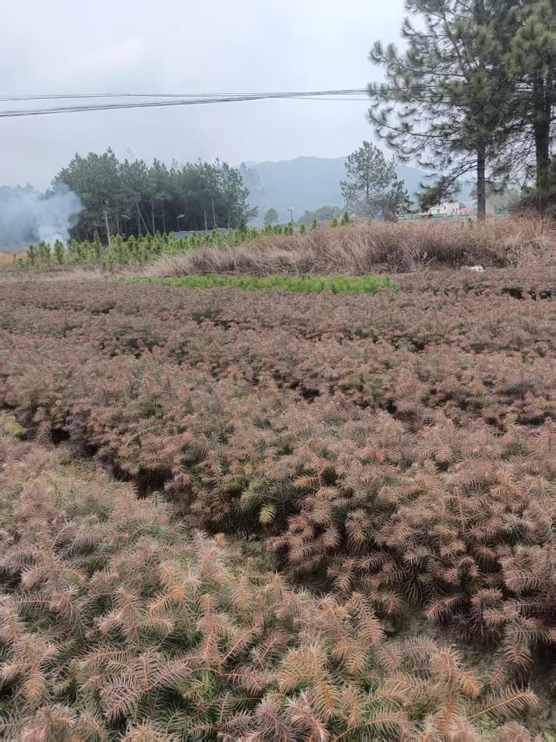 红心杉树苗
