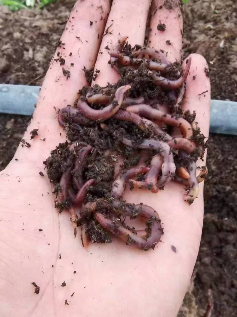 河北纯牛粪蚯蚓，一手货源，货量充足，视频看货
