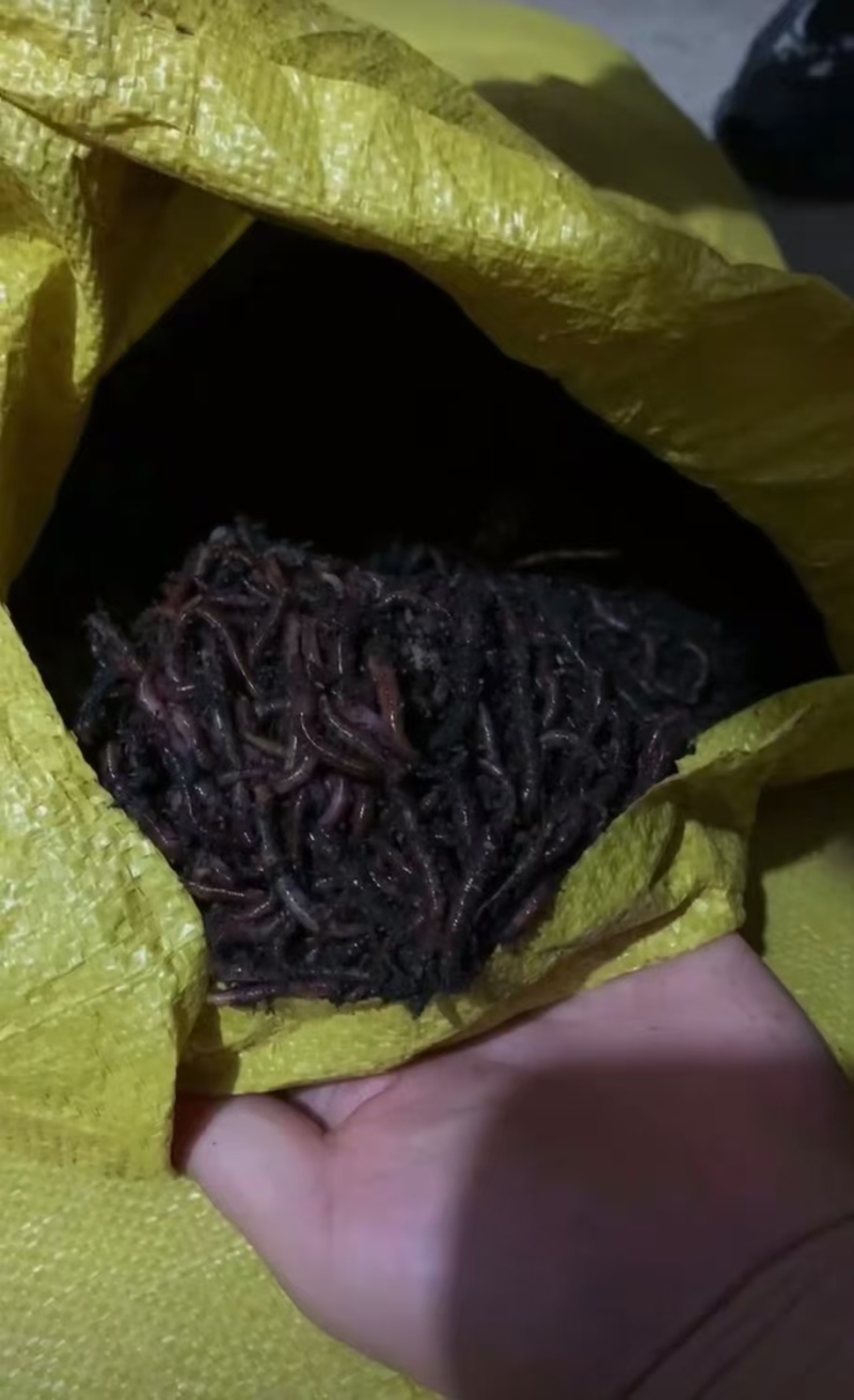 河北纯牛粪蚯蚓，一手货源，货量充足，视频看货