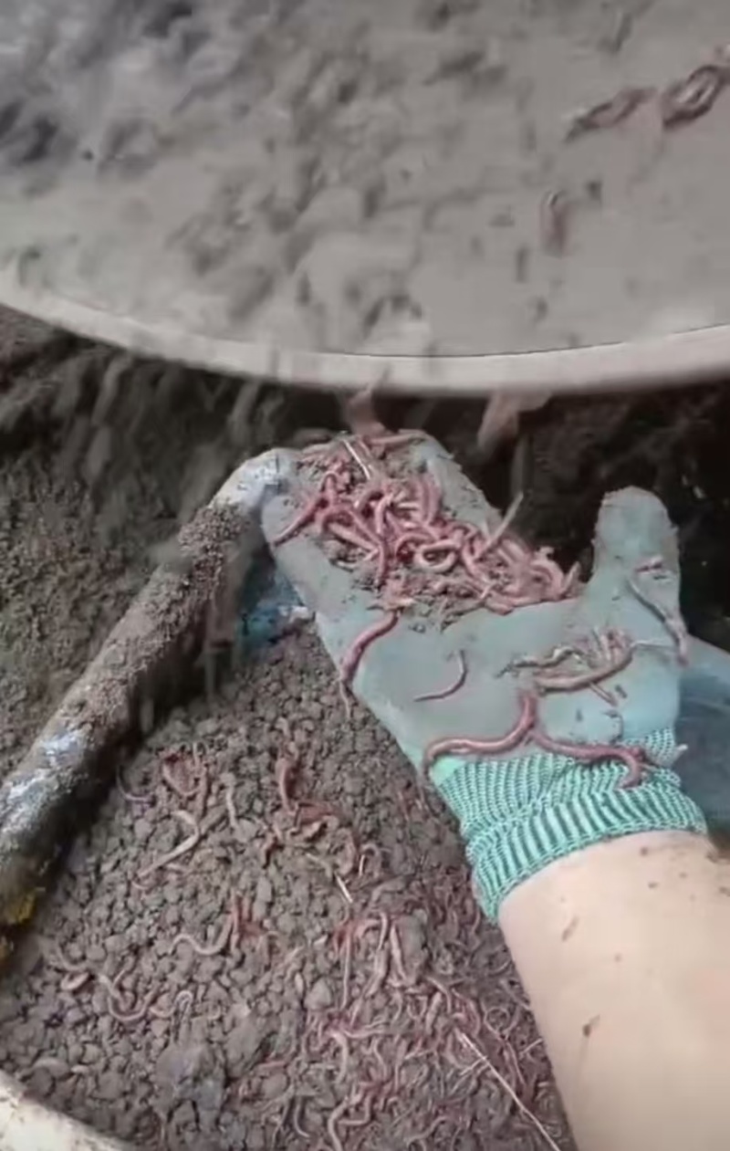 河北纯牛粪蚯蚓，一手货源，货量充足，视频看货