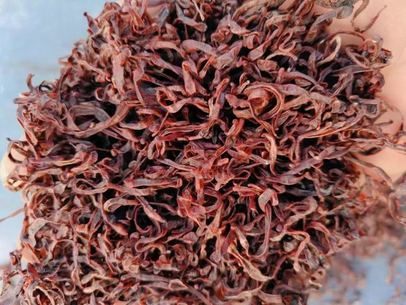 河北纯牛粪蚯蚓，一手货源，货量充足，视频看货