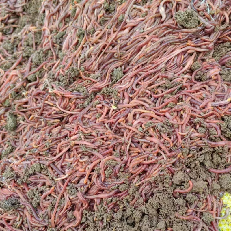 河北纯牛粪蚯蚓，一手货源，货量充足，视频看货