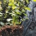 大果11蓝莓苗组培品种保真质量保证基地常年大量现货