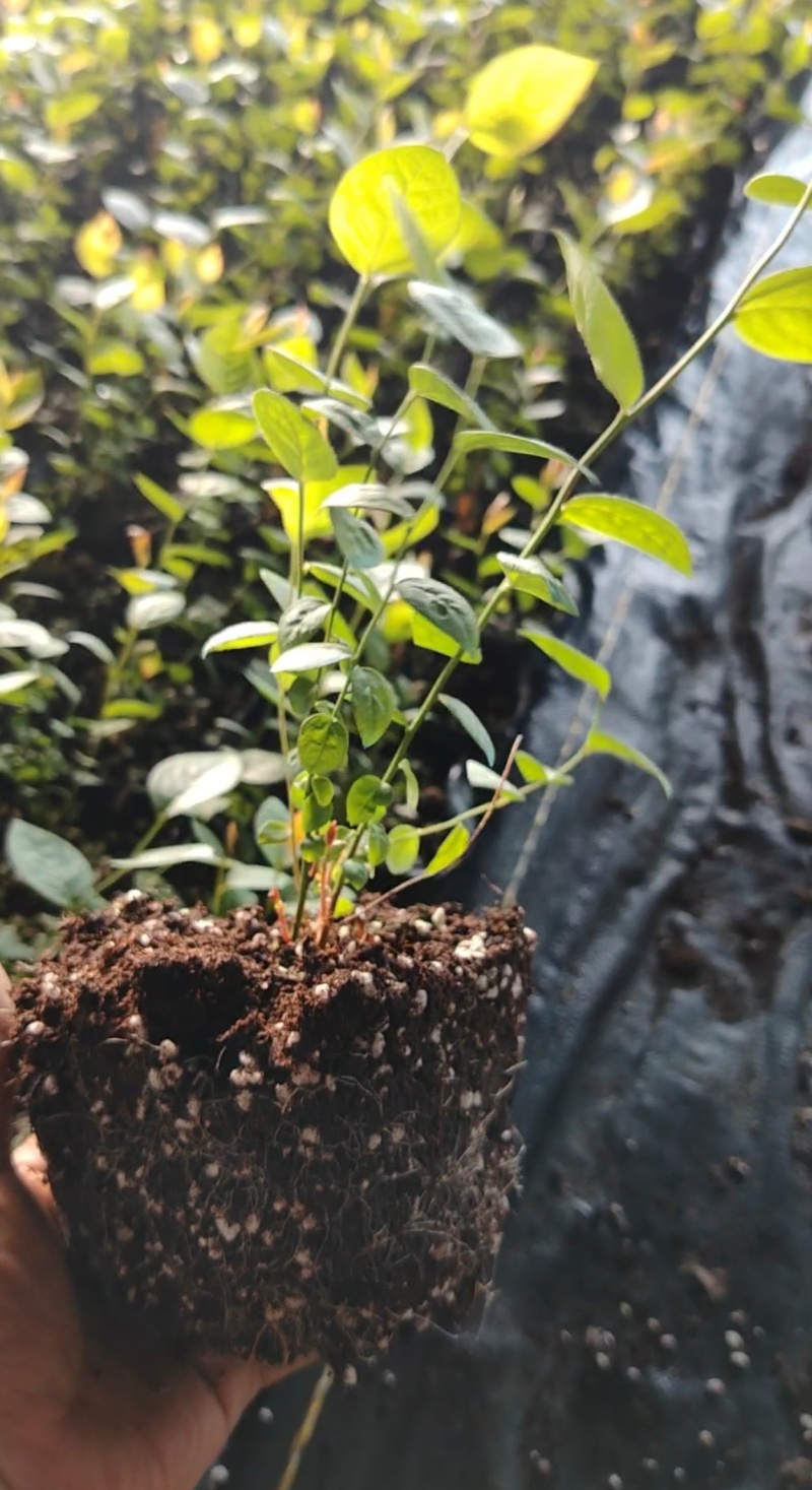 大果11蓝莓苗组培品种保真质量保证基地常年大量现货