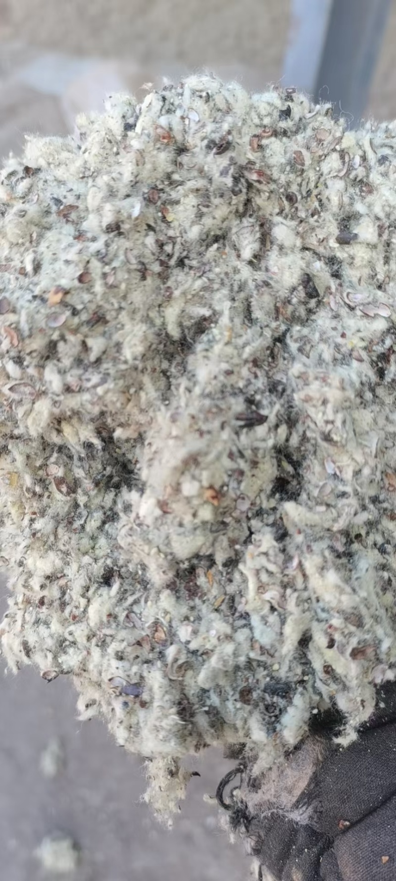 新疆，河北，山东优质磨盘长绒棉籽壳厂，棉渣，玉米芯，