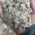 新疆，河北，山东优质磨盘长绒棉籽壳厂，棉渣，玉米芯，